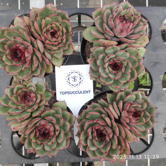 22454  ベンバディズ x ブラック　ローズ（9cm pot）