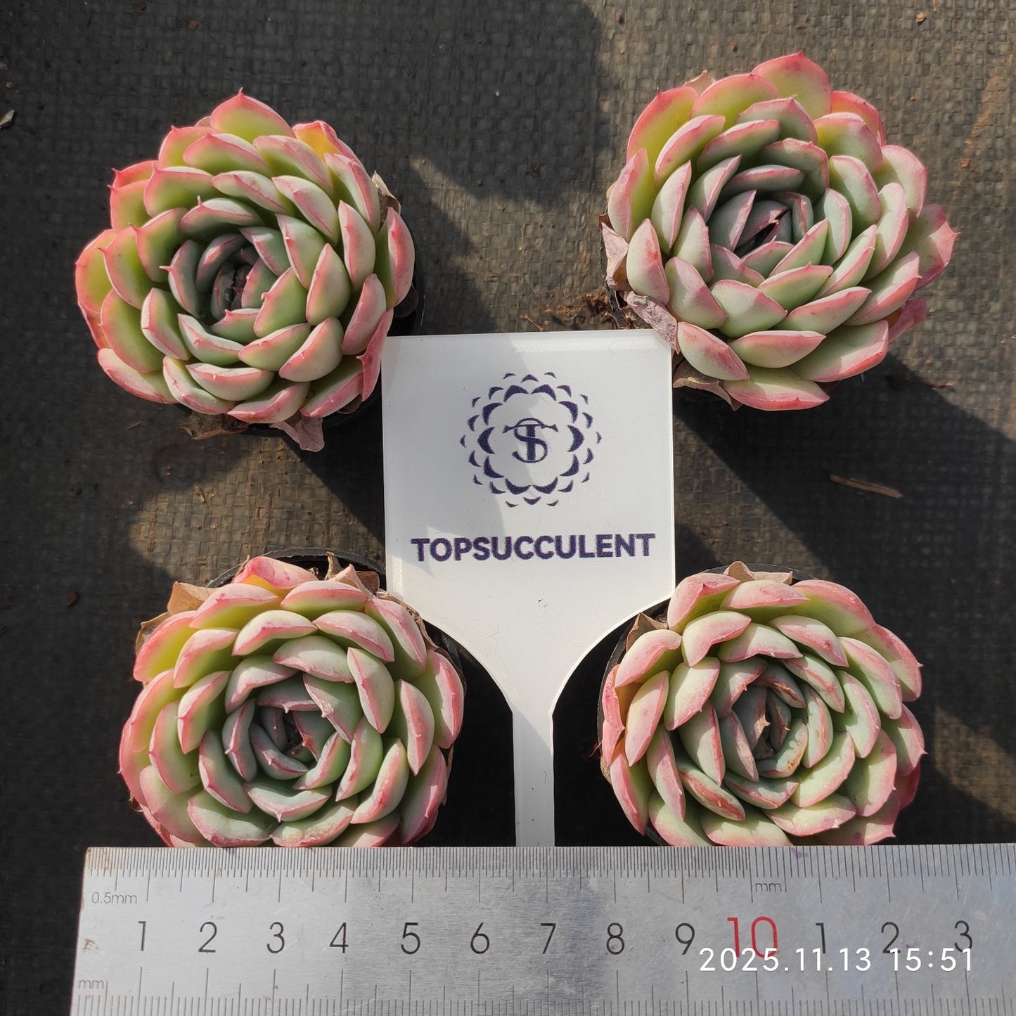 19250 ストロベリー　アイス（5.5cm pot）