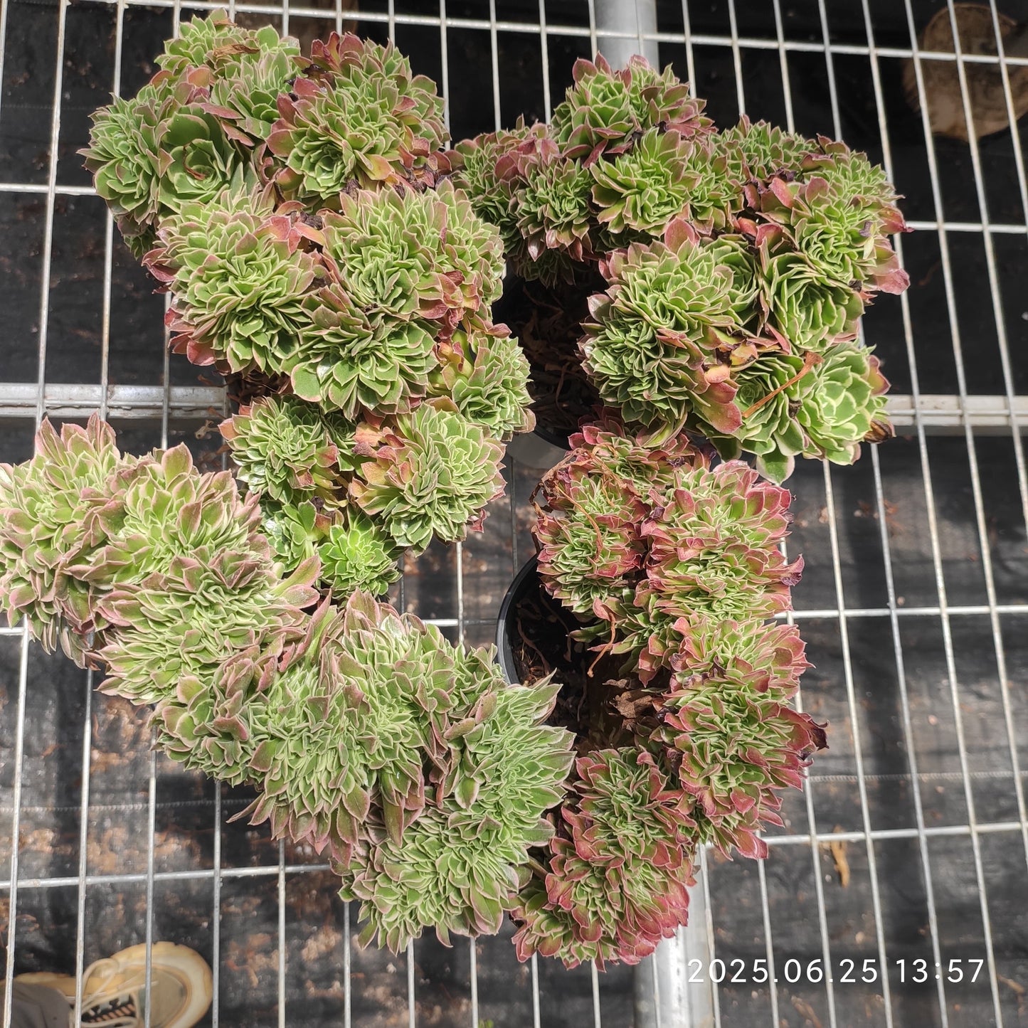 ON709 アエオニウム　ホワイトフェニックス綴化（15cm pot）