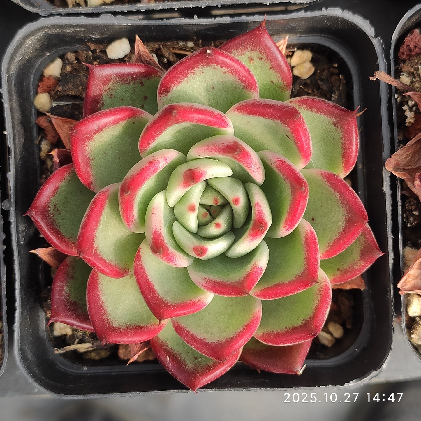 LB076 セアラーハイムHyb（7cm pot）