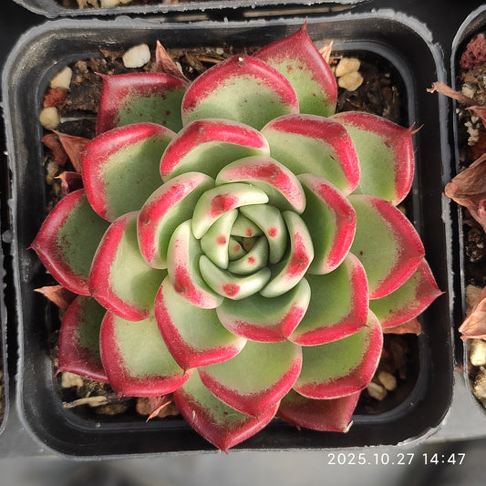 LB076 セアラーハイムHyb（7cm pot）