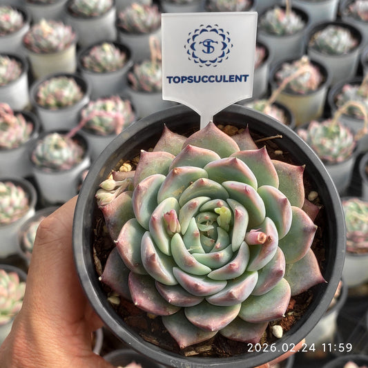 T1684 ブルーバード