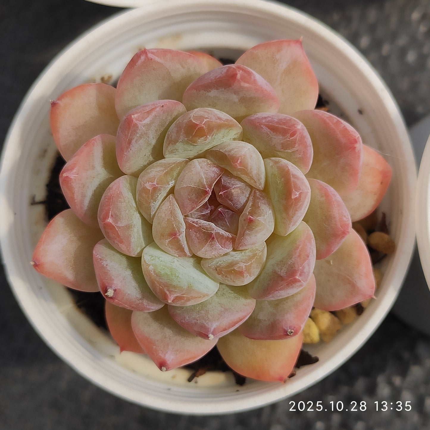 DQ194 スノーフェイス（6cm pot）