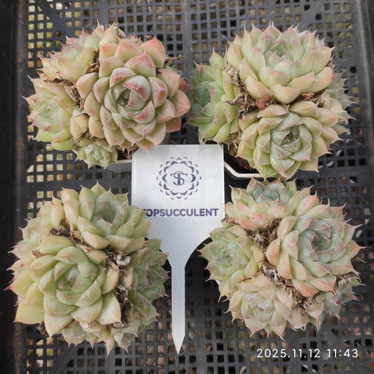 17208  パンドラ（7cm pot）