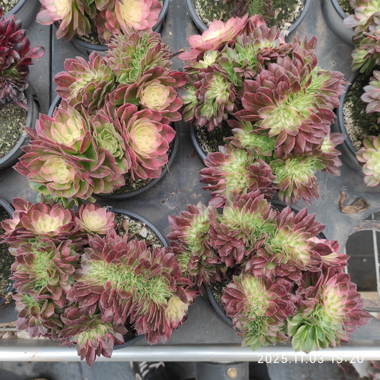 21308 シー　フェアリー綴化（12cm pot）