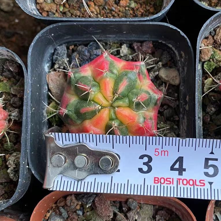 ZL262 ギムノカリキウム・ミハノビッチ錦 (3cm pot)