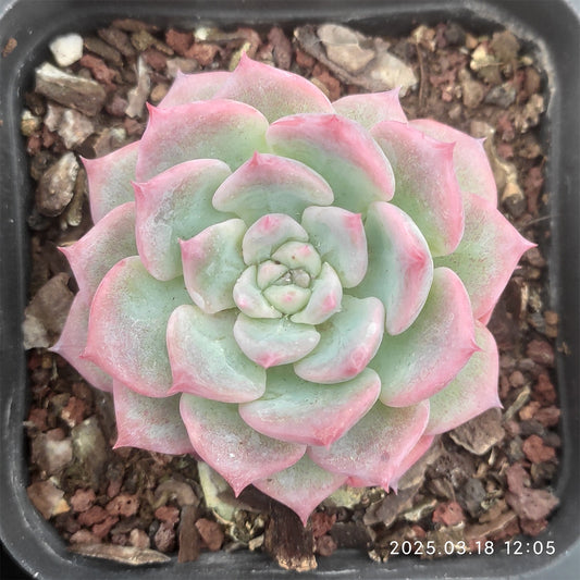 ZZA237 AKマリア(7cm pot)