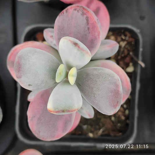 RC034 オービキュラータ錦（7cm pot）