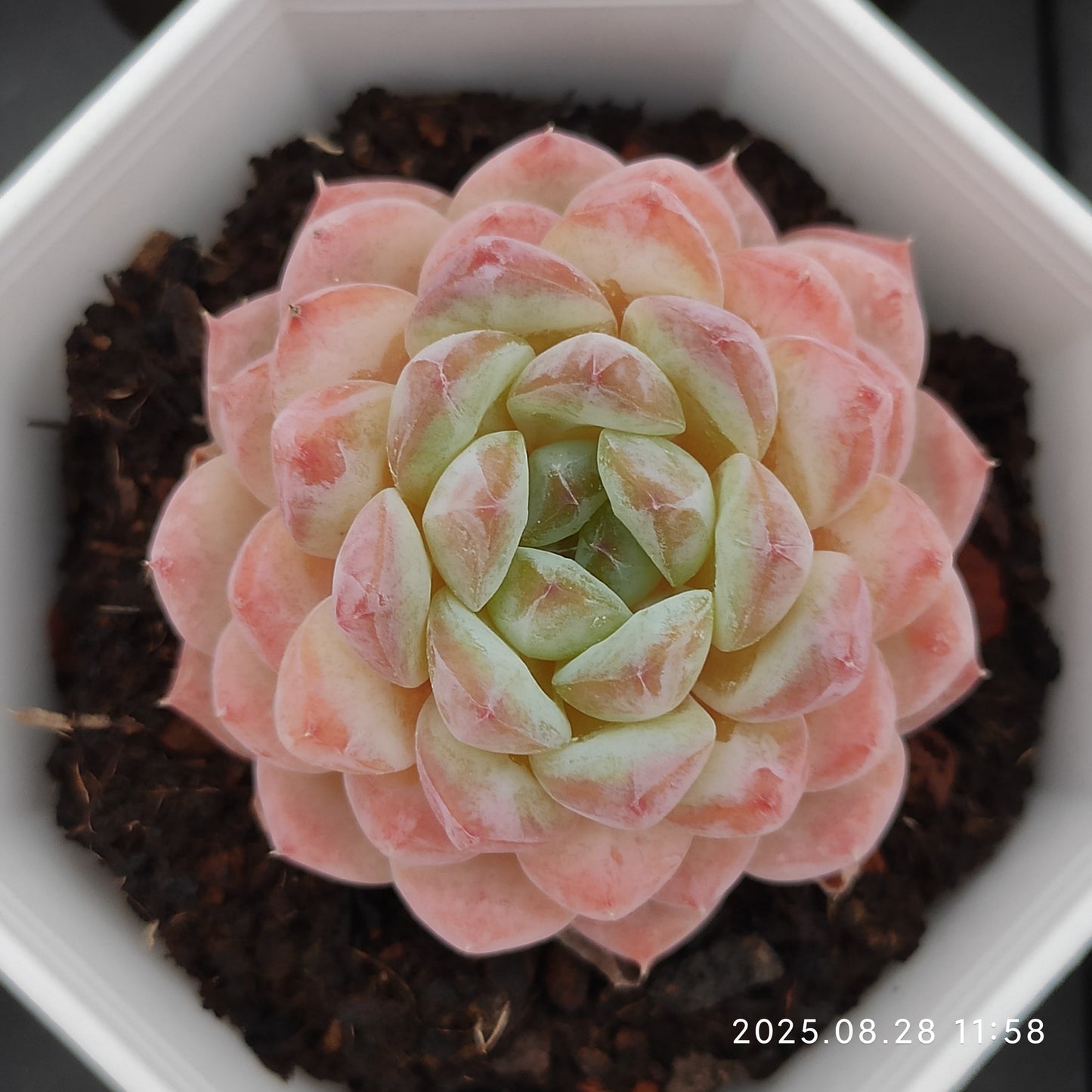 YBB276 アイス（7cm pot）