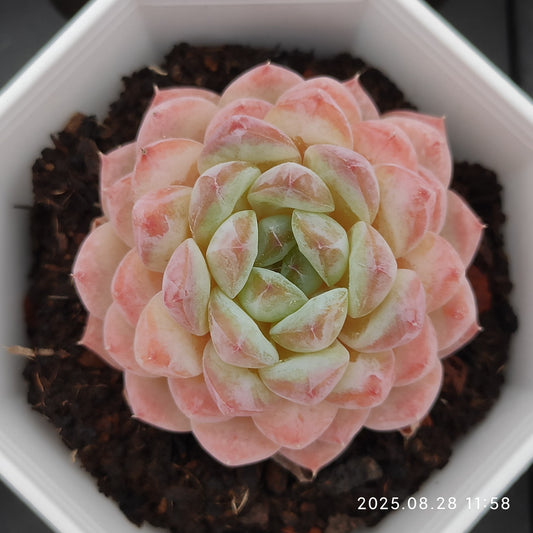 YBB276 アイス（7cm pot）