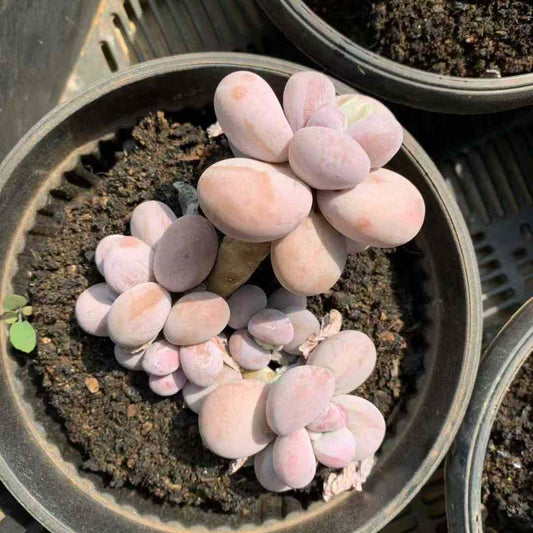 26220 カスタード