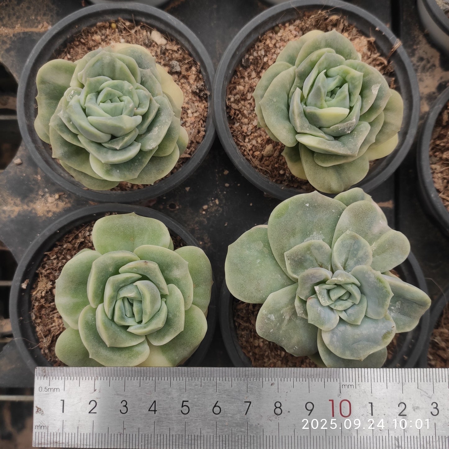 16754 ラブリーローズ錦（7cm pot）