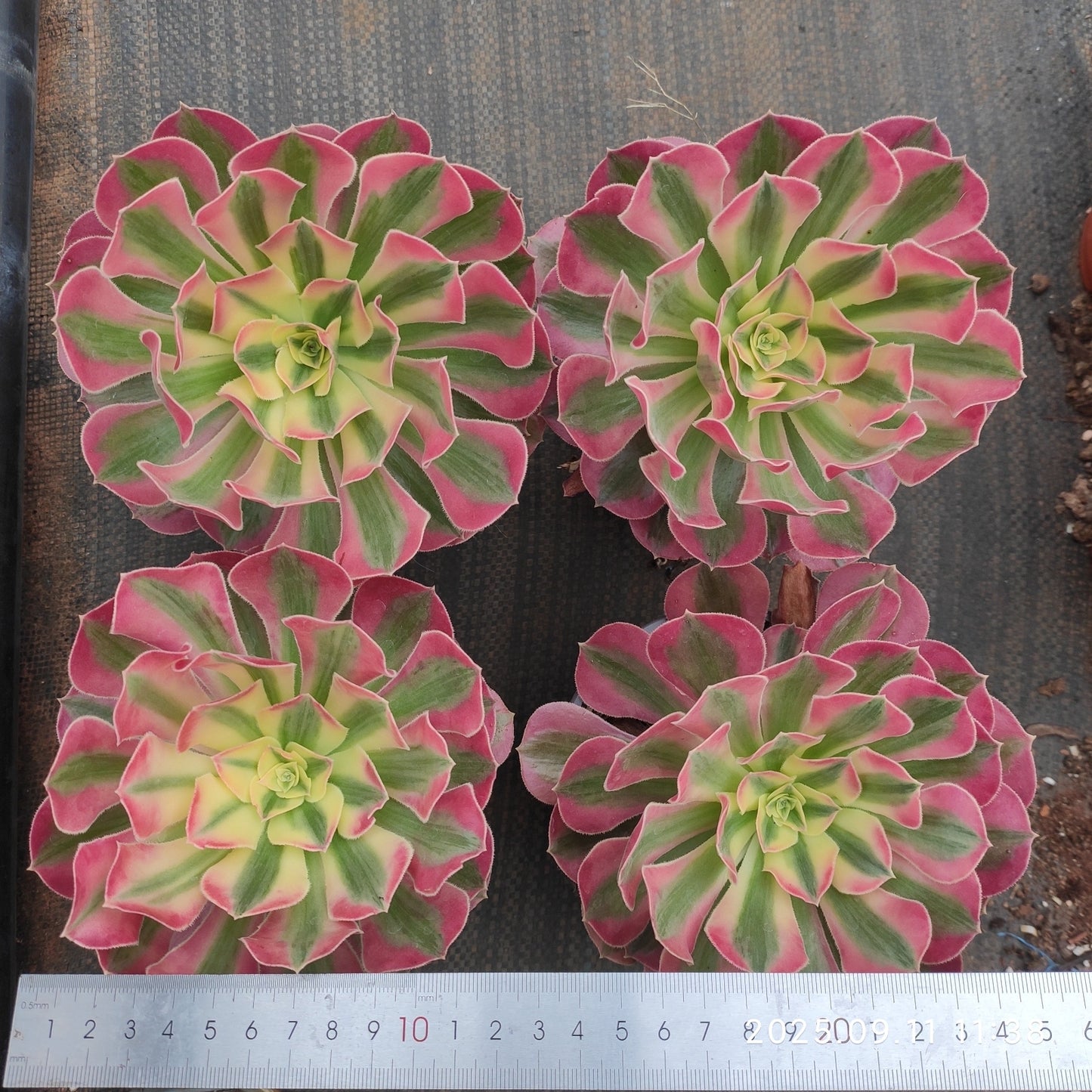 BC015 アエオニウム　ウィッチ（12cm pot）