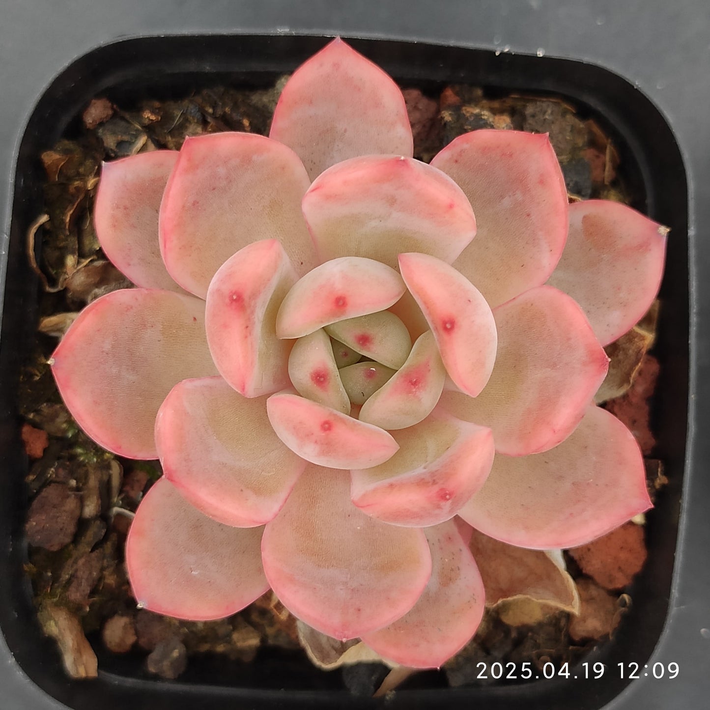 ZZA214 とグリーンピンク（7cm pot）