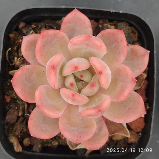 ZZA214 とグリーンピンク（7cm pot）