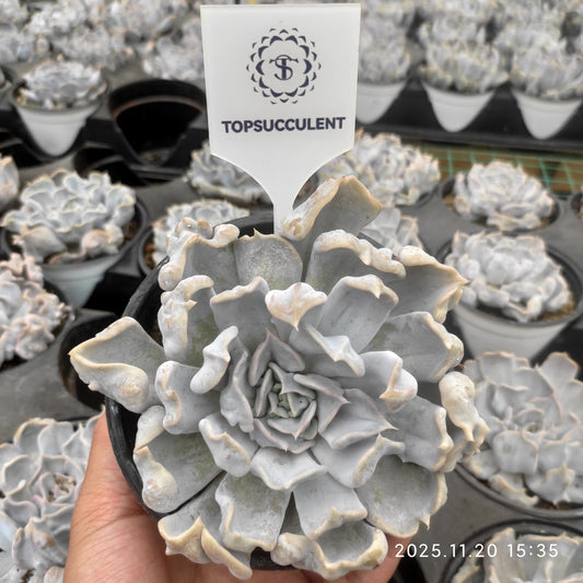 22793 スリリング　パール（12.5cm pot）