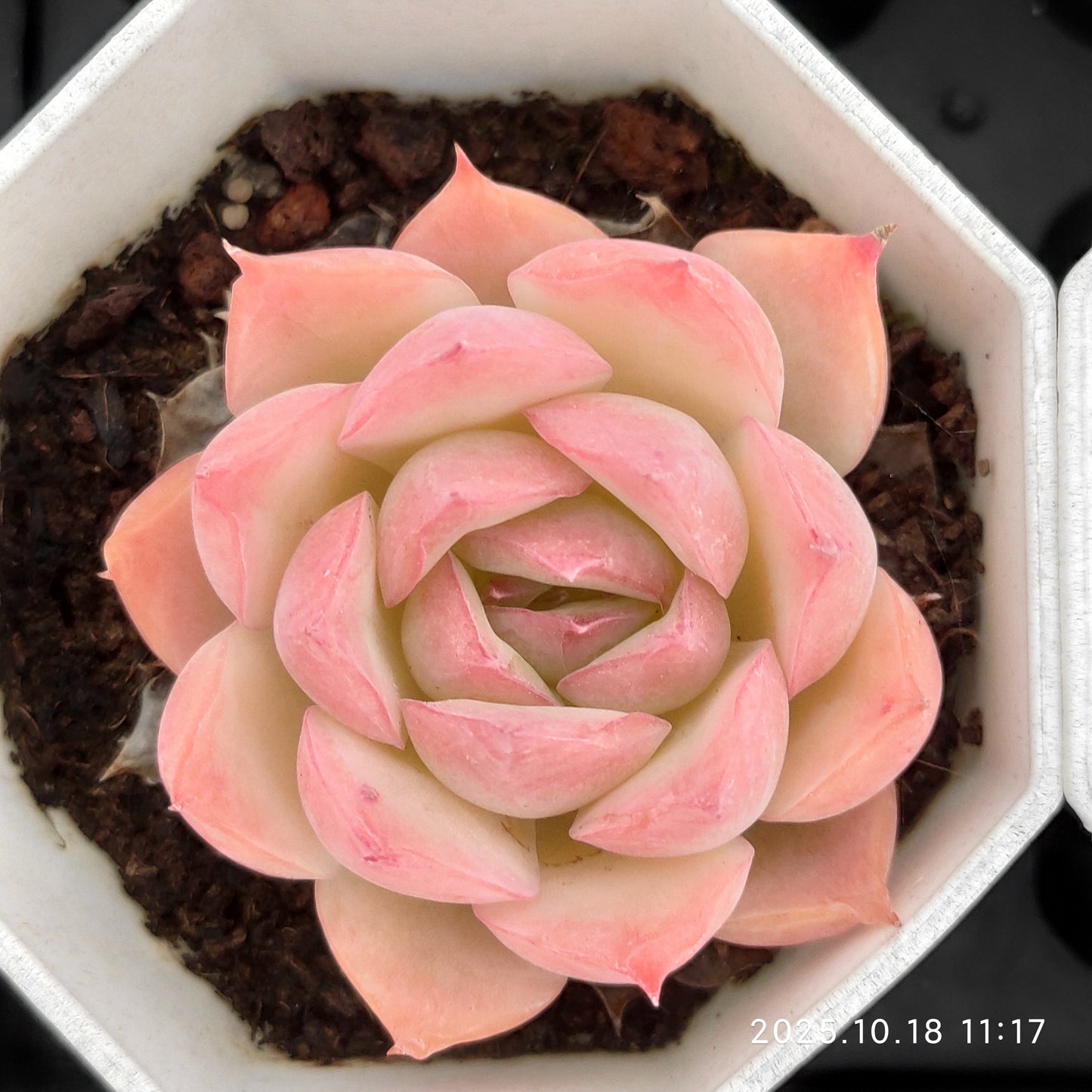 YBB192 シルエット（7cm pot）