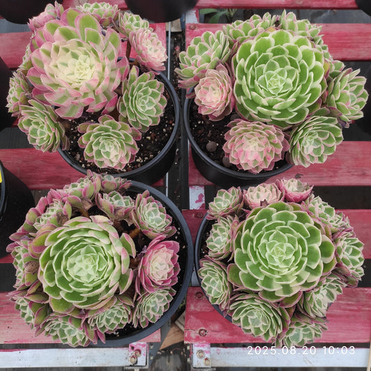 YF470 ピーコック　フェザーズ（22cm pot）
