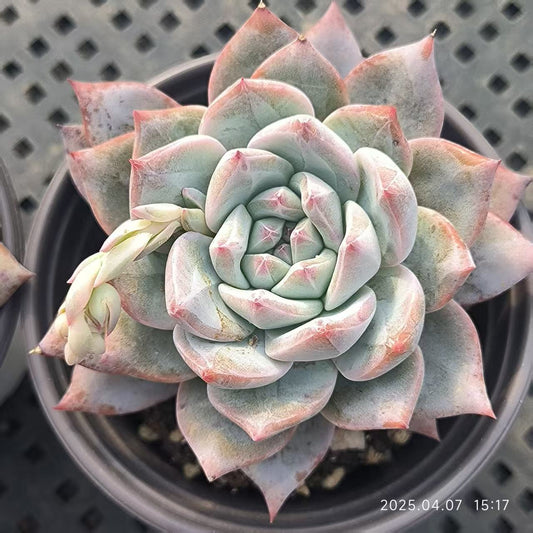 GR365 ブルーバード(9cm pot)