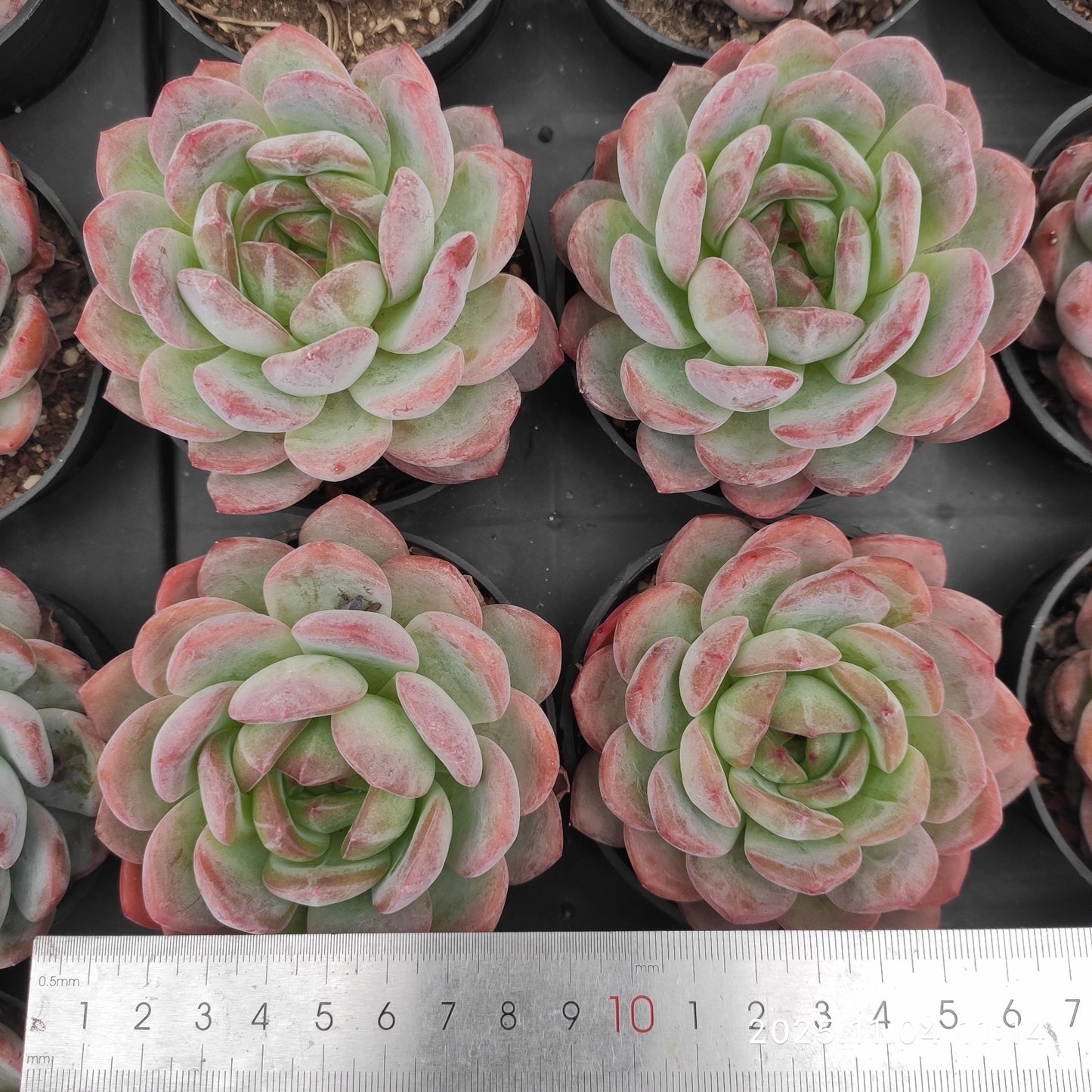 19263 スターマーク（9cm pot）