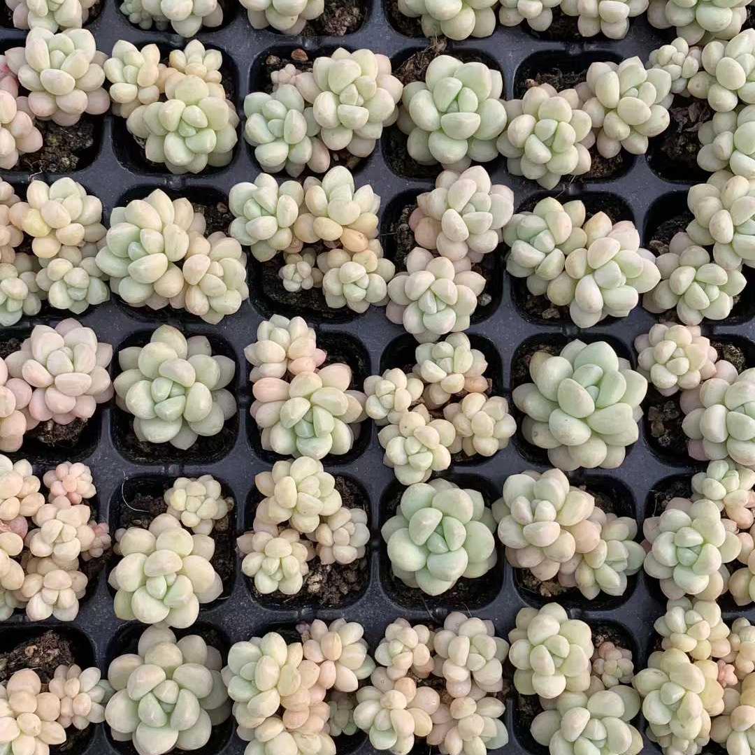 25413 バブルガム