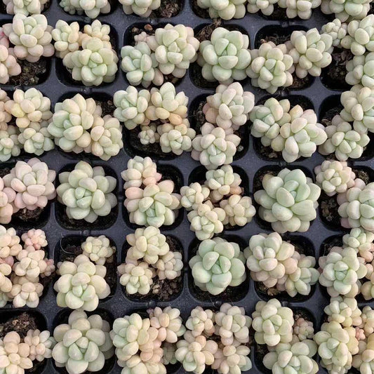 25413 バブルガム