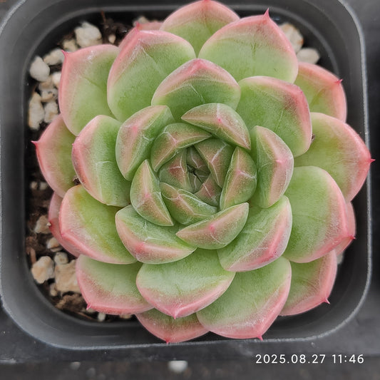 XQ1421 ジェニーHyb（7cm pot）