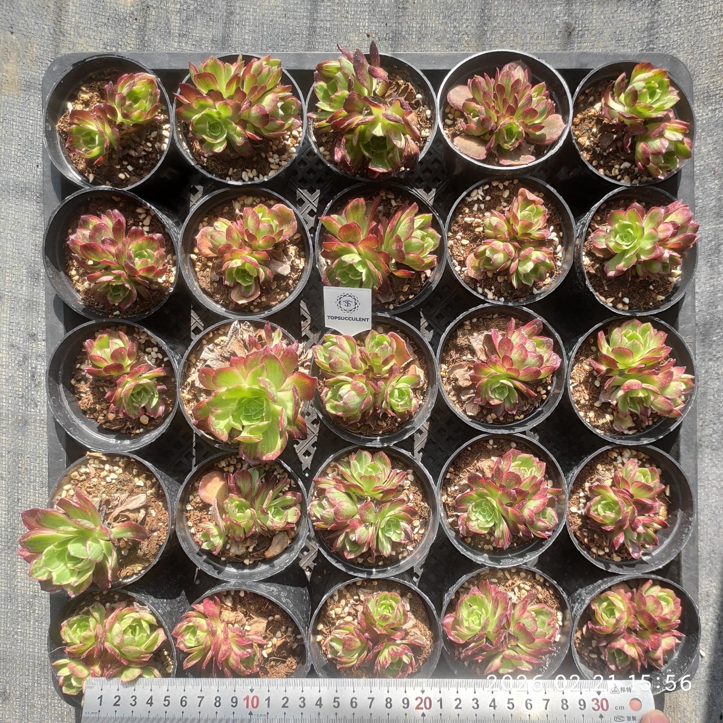 25889 カロフル　ランターンズ