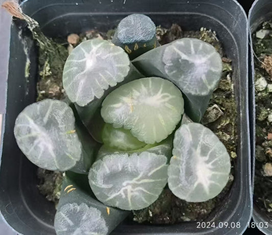 13196 象牙