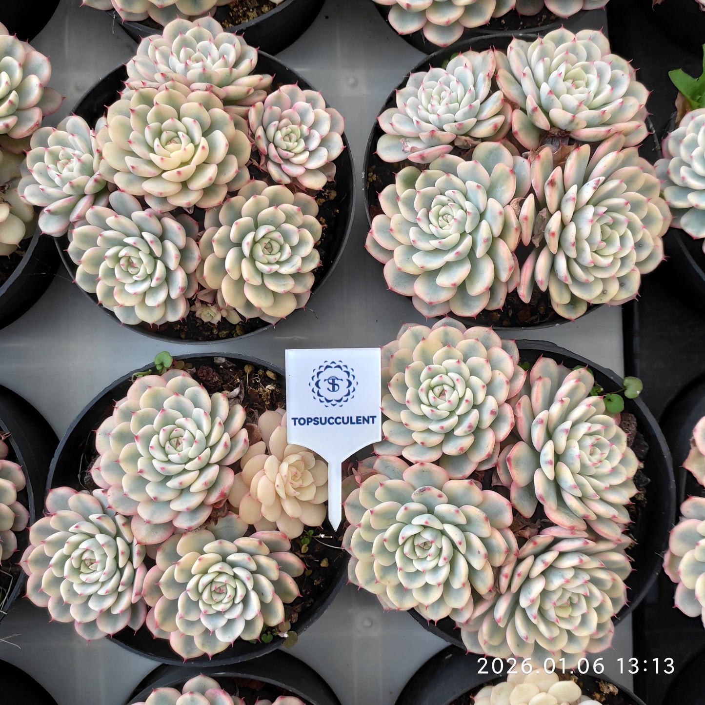 24362 ホワイトミニマ錦