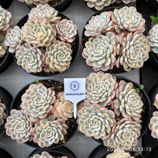 24362 ホワイトミニマ錦