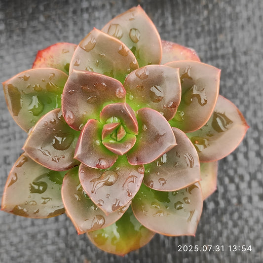 MMT506 チョコレート （5.5cm pot）