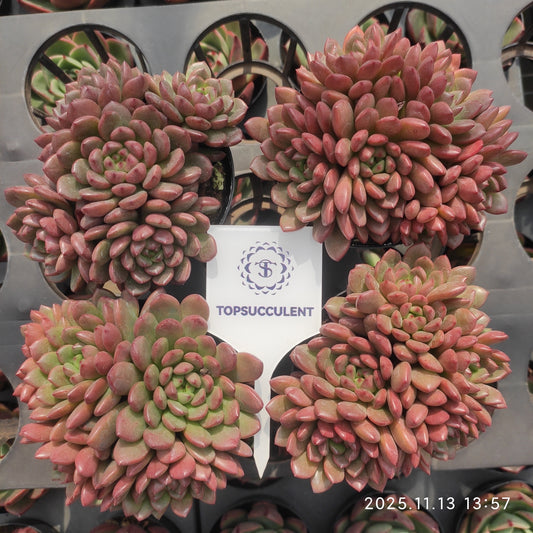 22463  ピンクルビー（9cm pot）