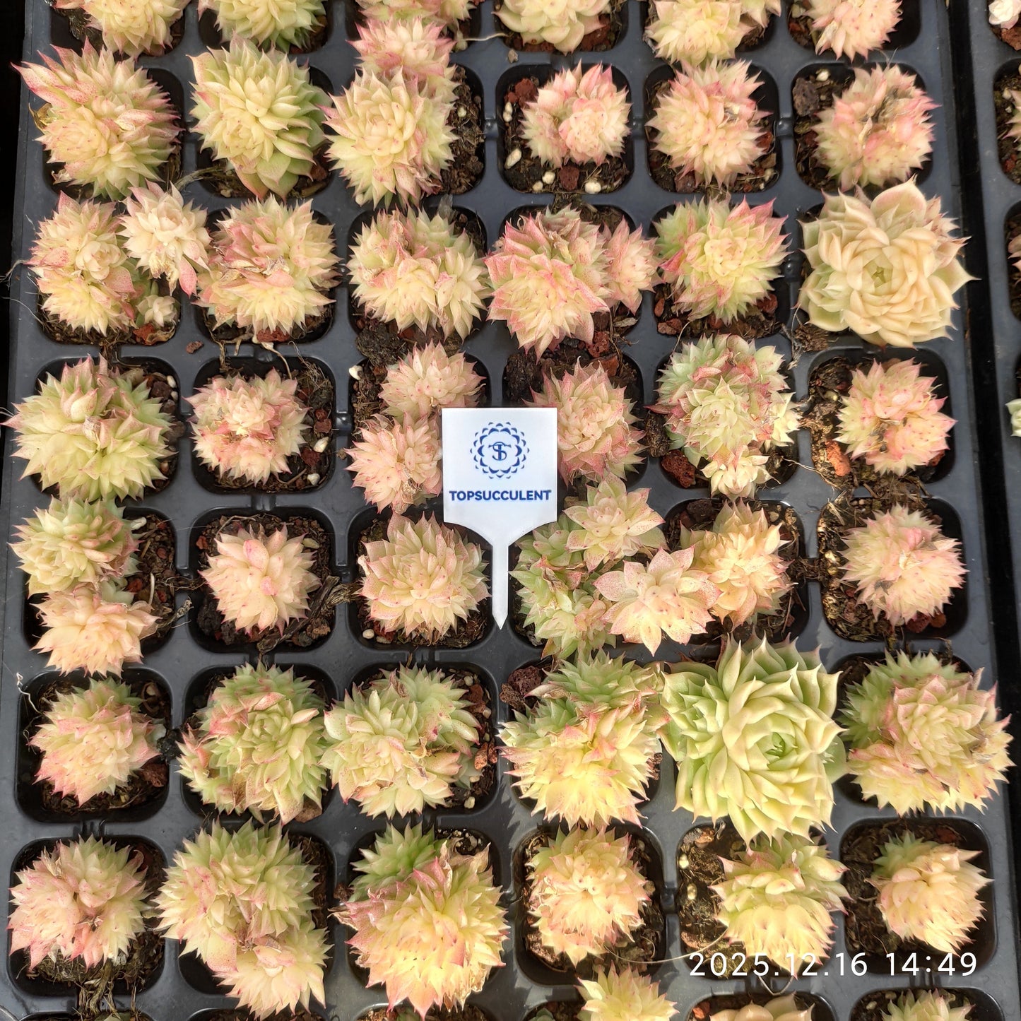 23540 バタフライ　マルギャン（3cm pot）