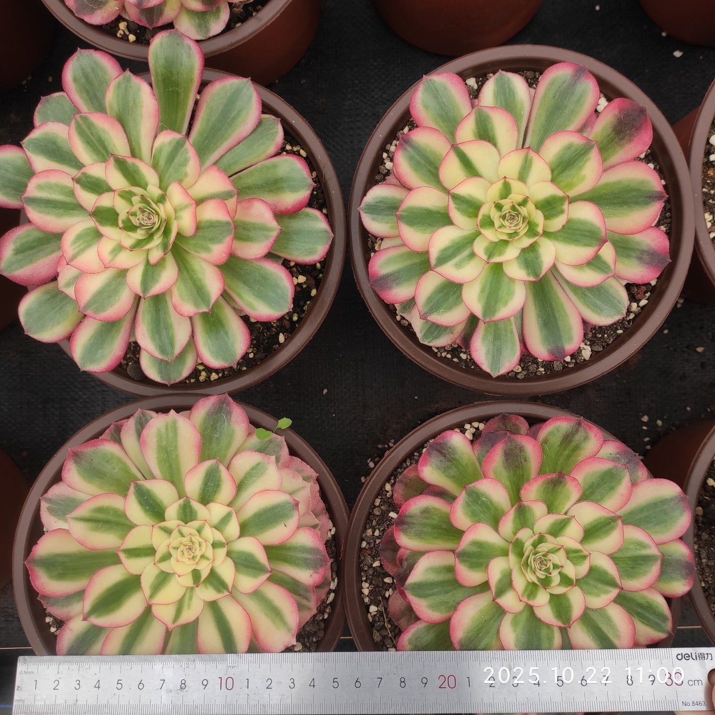 THH092 アエオニウム　ゴージャス（18cm pot）