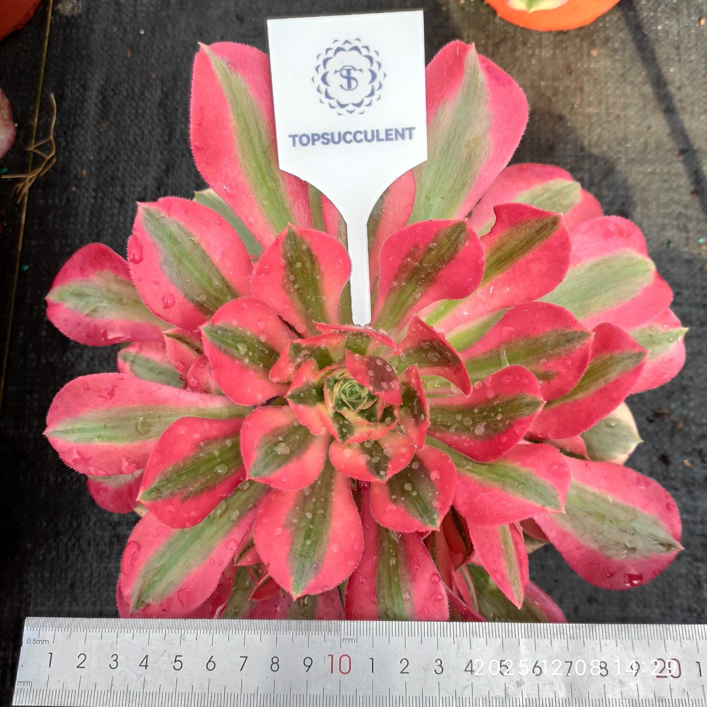 23283 アエオニウム　ウィッチ（17cm pot）