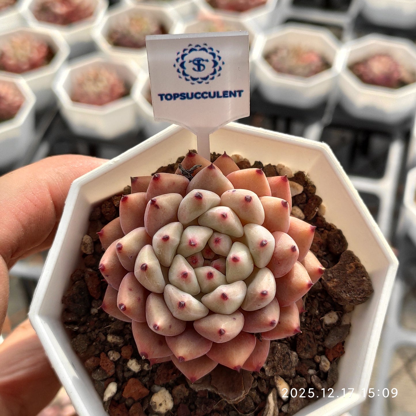 14283 ザラーゴーサー　エーンジェル