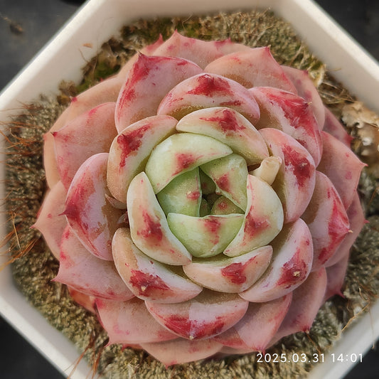 DWZ167 ブルーピーコック (5.5cm pot)