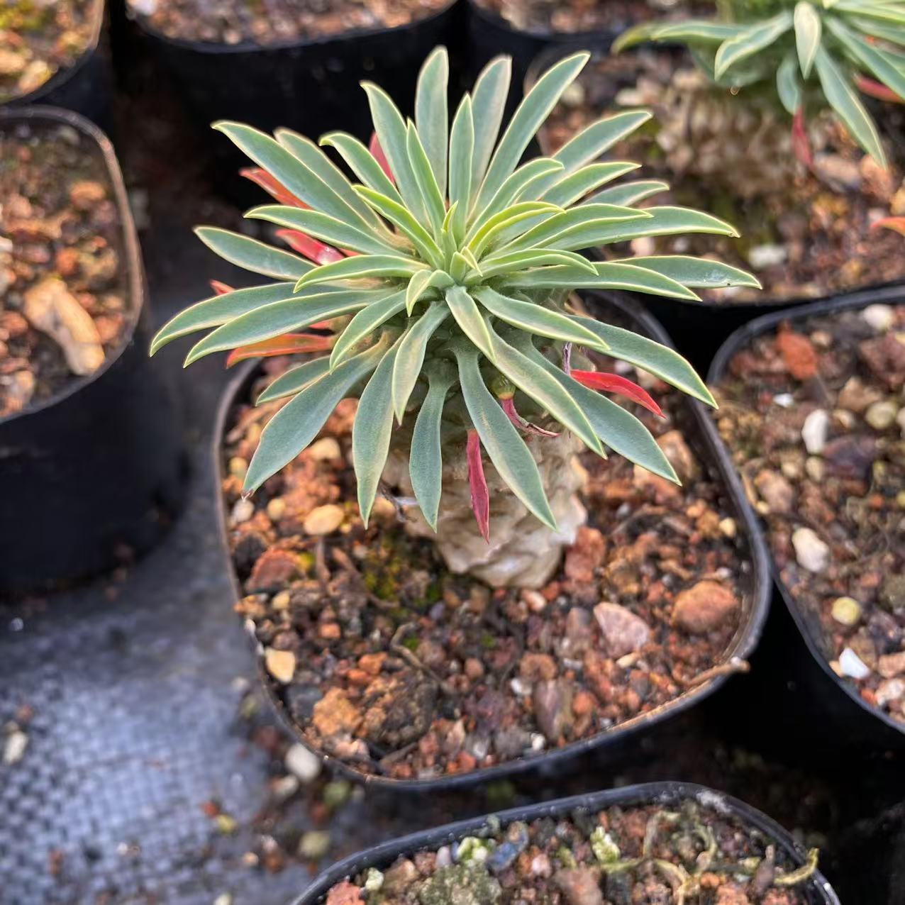 ZL549 バプレアーリフォリア（6.5cm pot）