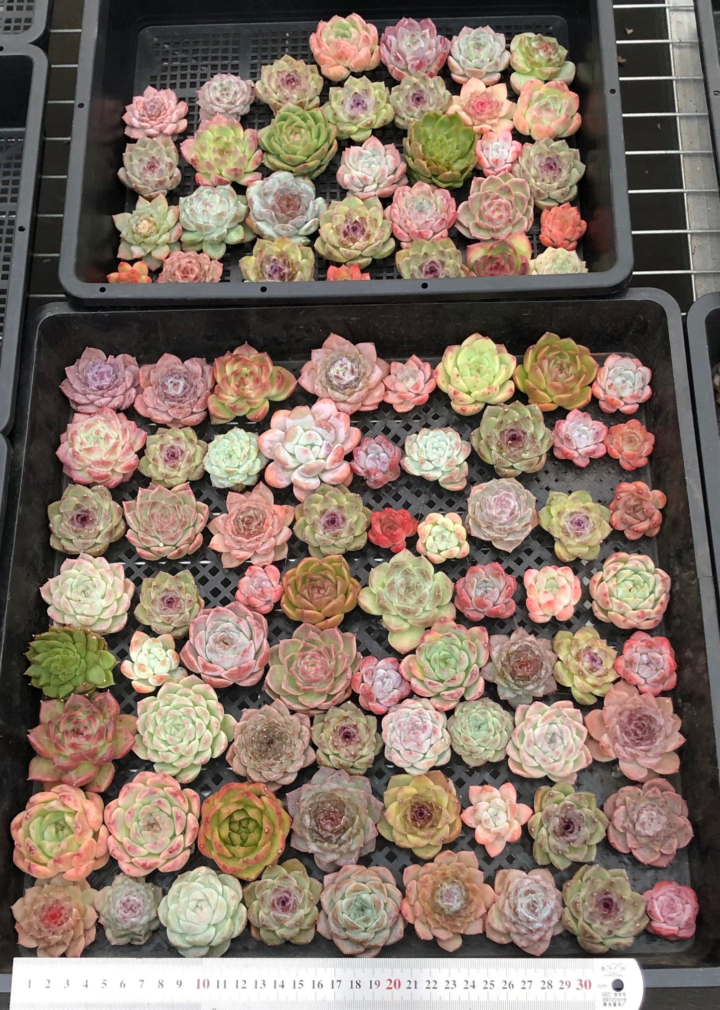 20076 ミックス苗100株（4cm pot）22