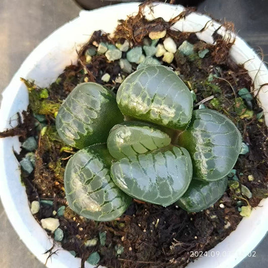 1375 クリスタル グレープ