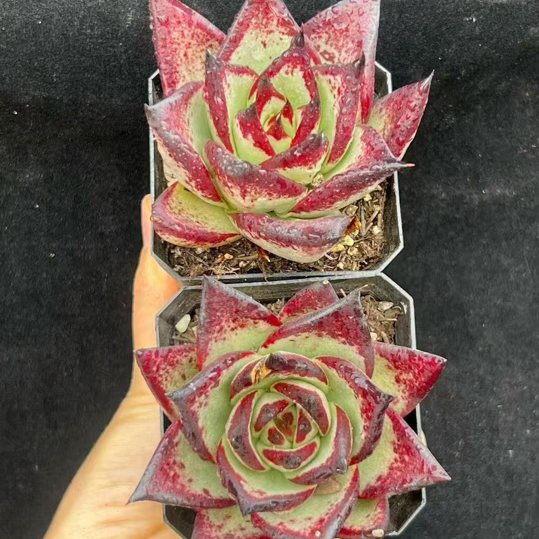 BL2006 エボニー（7cm pot）