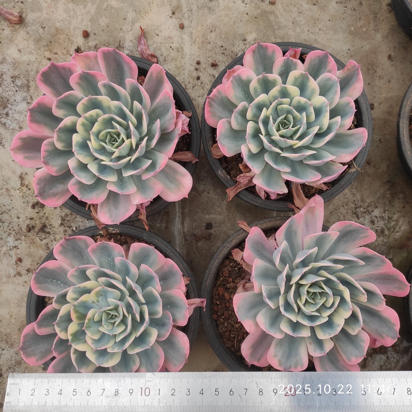 THH117 インブリカータ錦（18cm pot）