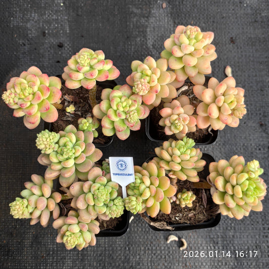 24747 シャングリラ