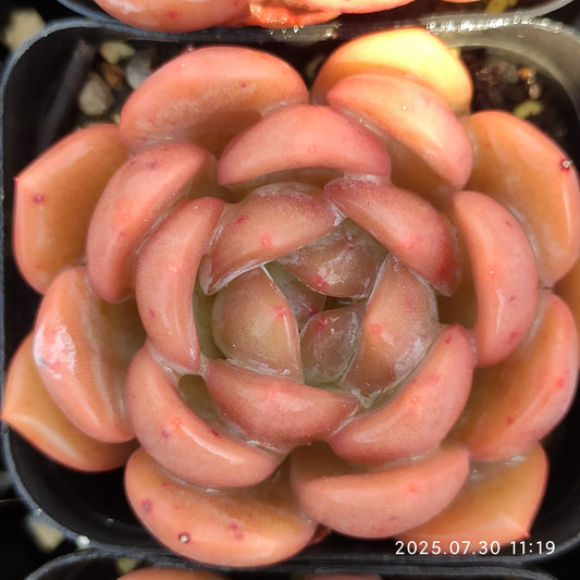 QN835 アリエル（7cm pot）