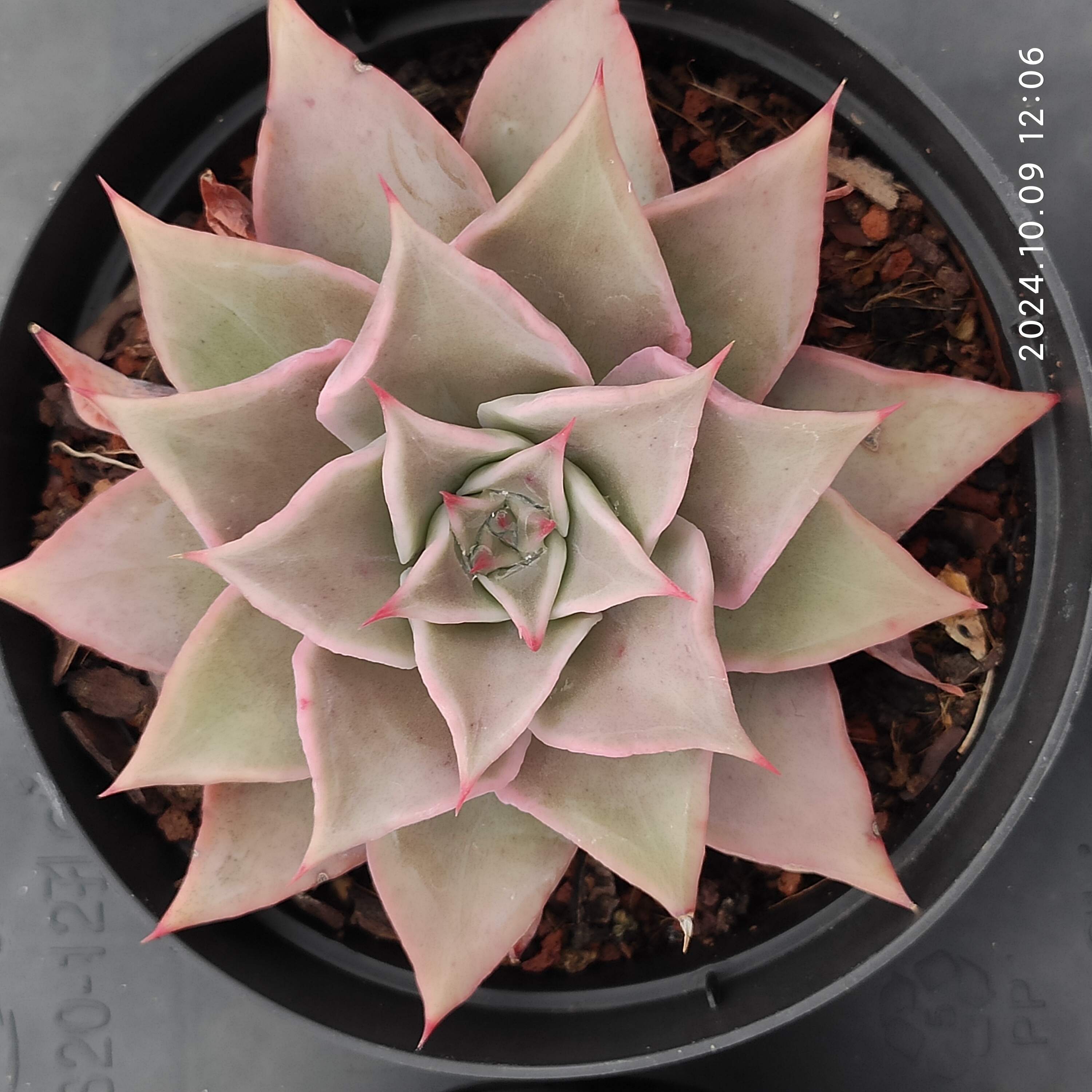 大于0.05kg – Top Succulent®