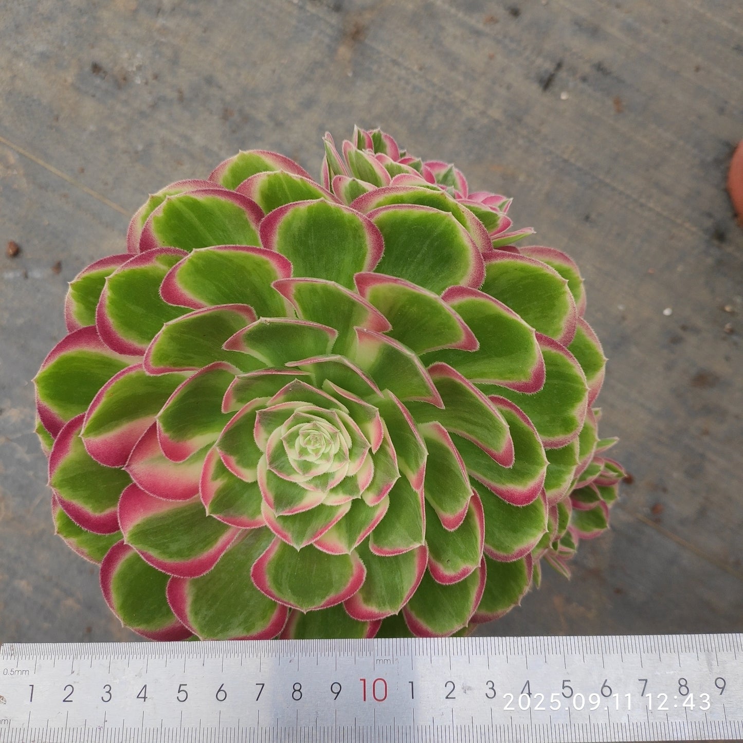 THH081 バンクェット（15cm pot）