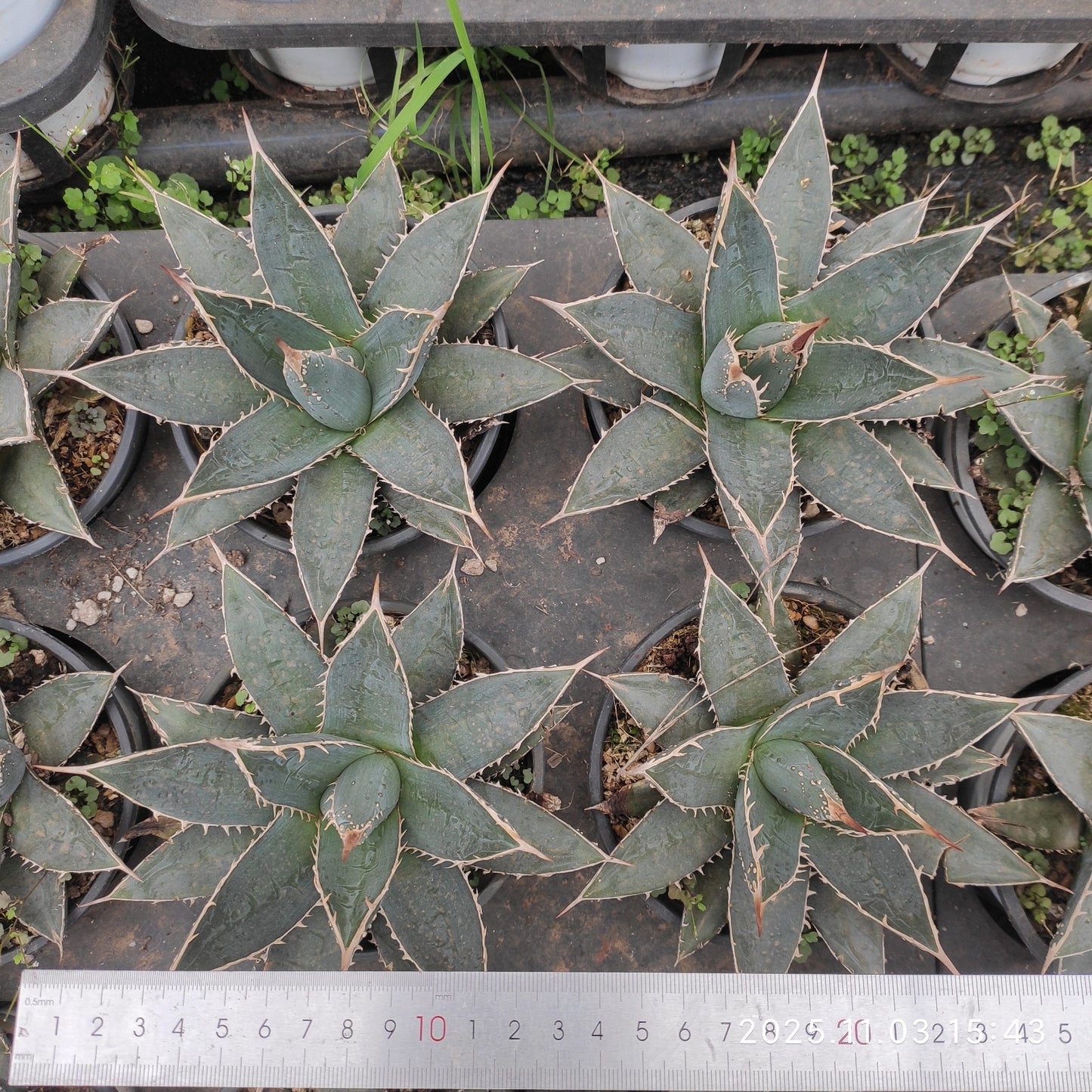 18732 ギエスブレティー（12cm pot）