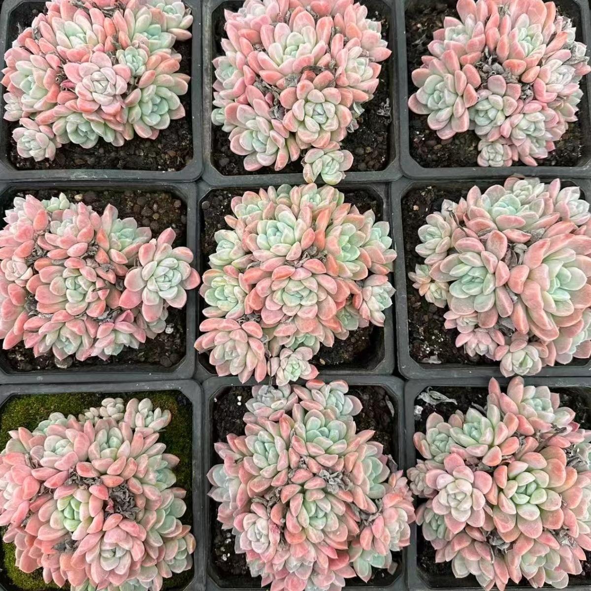 22629  ムーン　ベー（15cm pot）