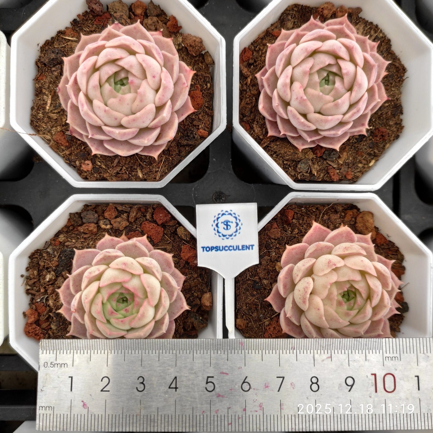 15292 シャーロットローズ